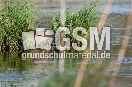 Nutria (4 von 25).jpg